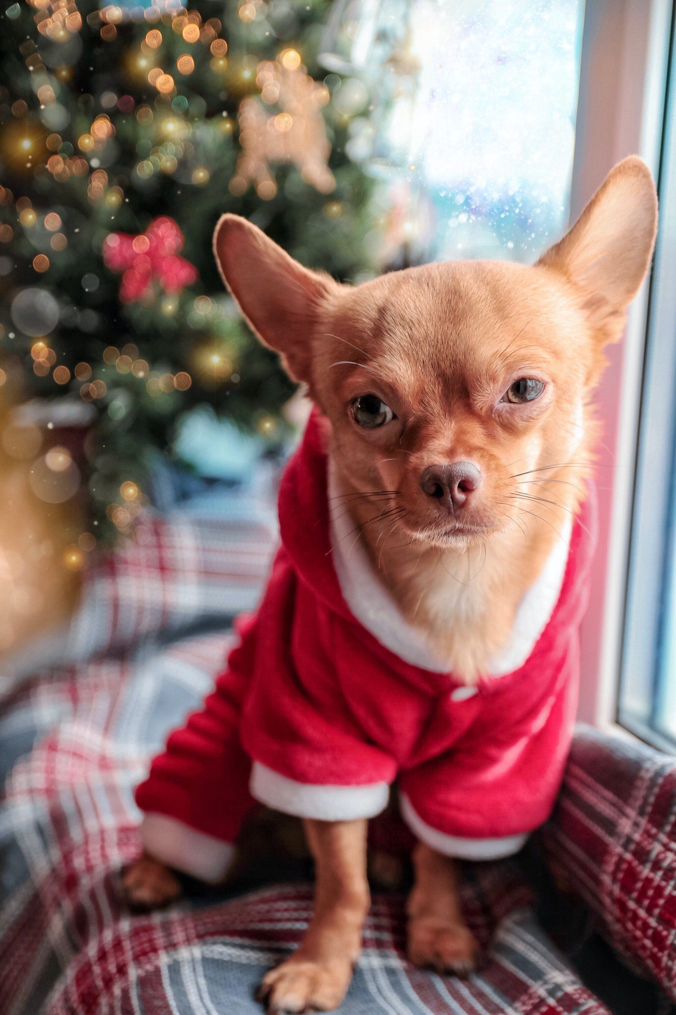 small dog dressed as Santa at the Christmas tree